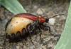 Emarhopa rufa